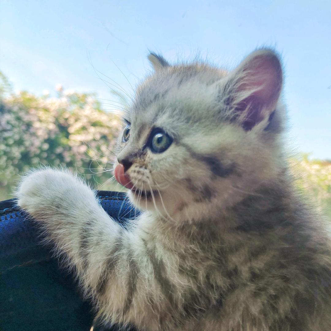 咪咪的眼睛亮晶晶