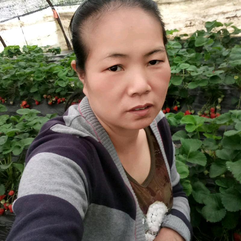 阳光草莓姐