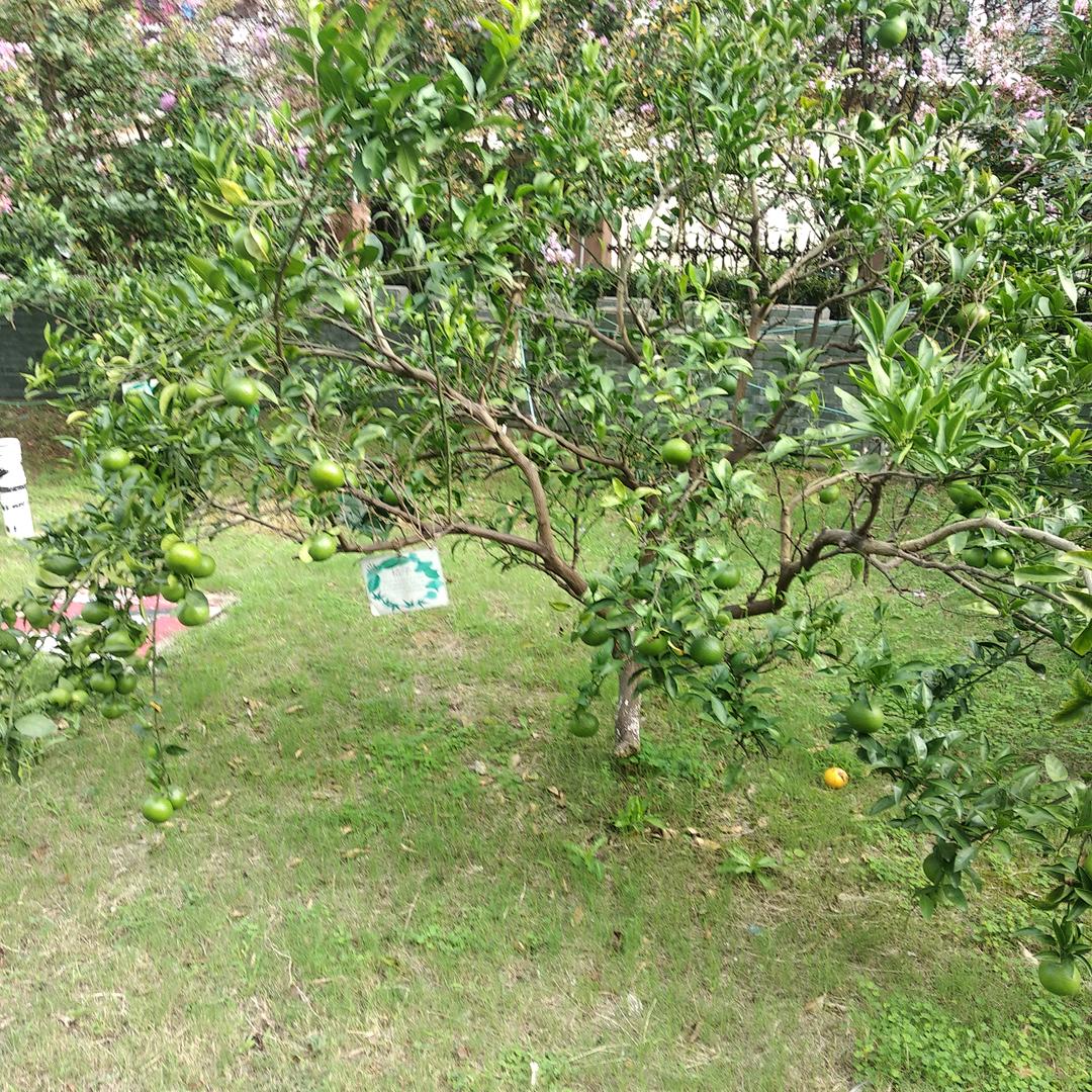 信诚
