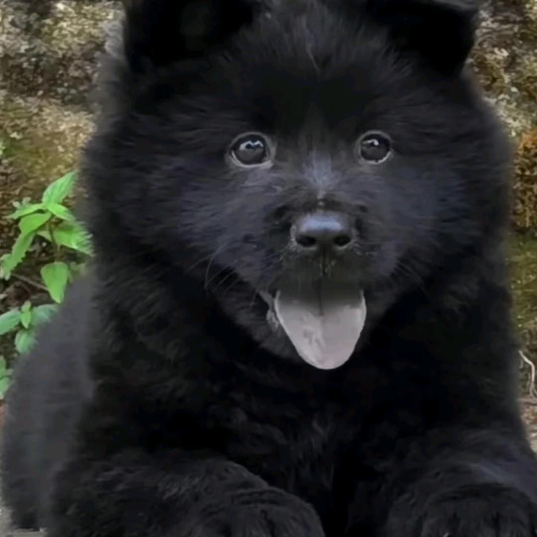 中华田园犬代淘（养🐶私聊）