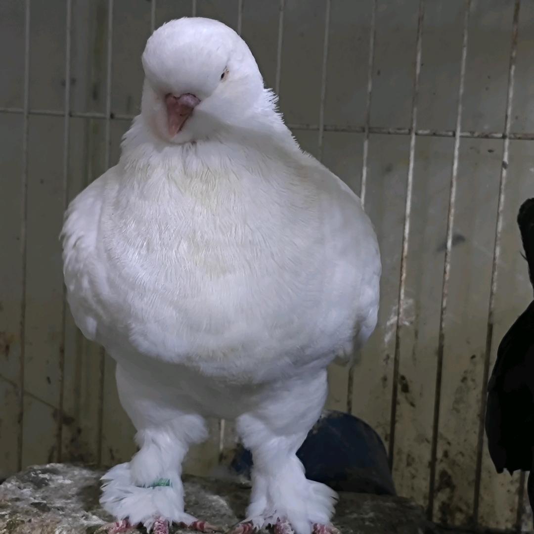 家源一专业象腿圆环鸽