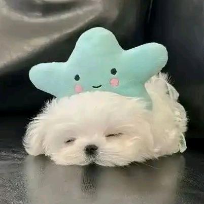 脑袋困掉了
