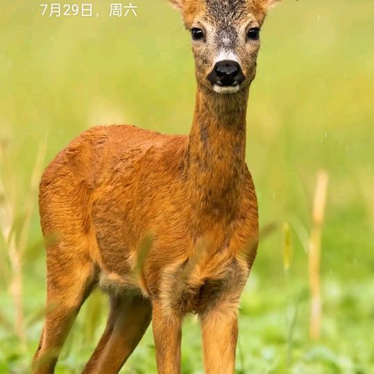 夏好油访