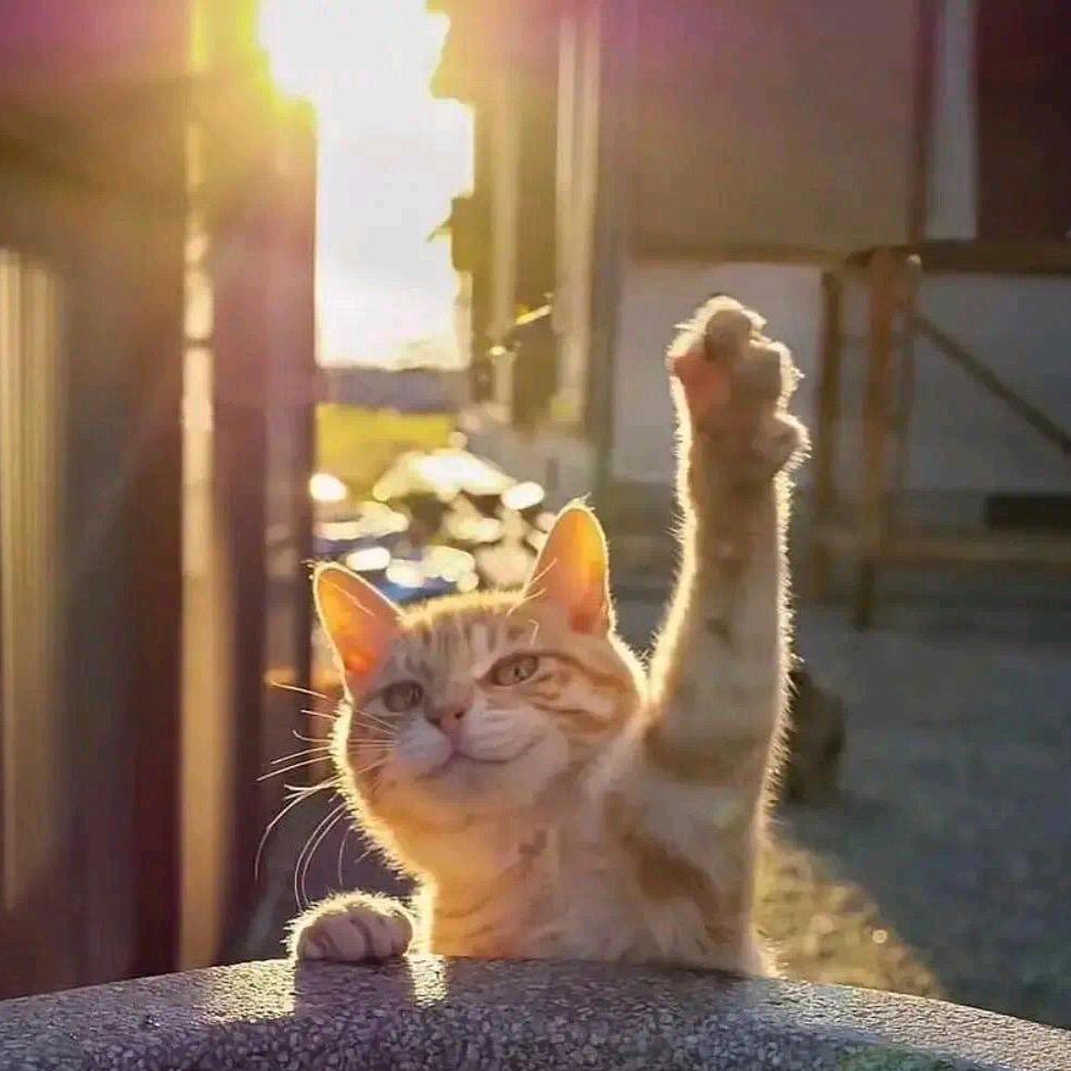 六六（📝一定上岸版！）