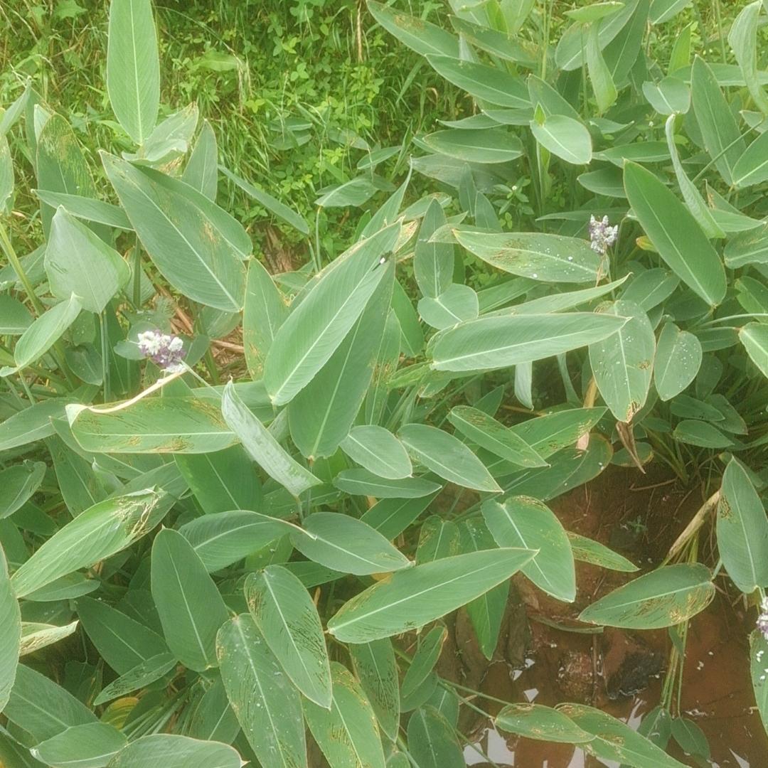 慕荣