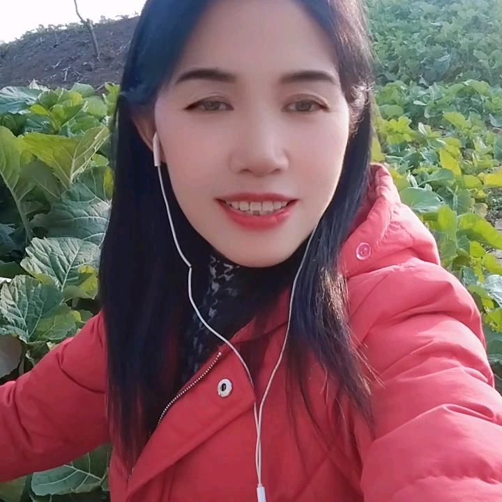杨菊