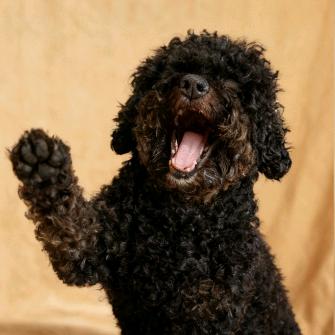 Neal（e不发音）