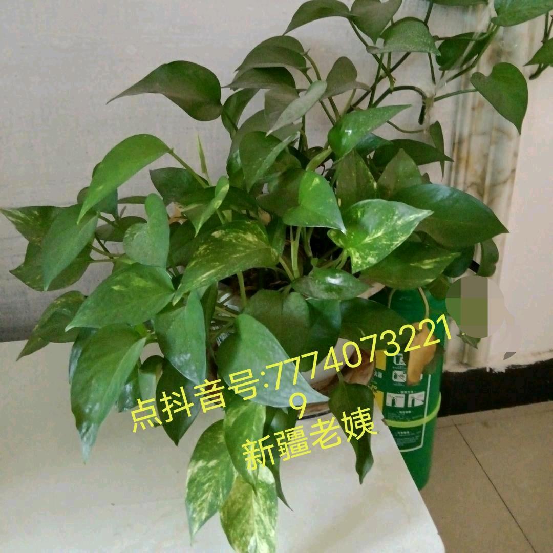新疆老姨（拒私聊）