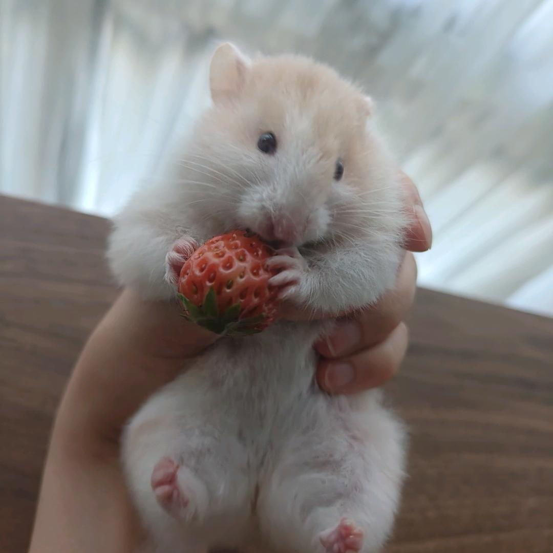 仓鼠🐹观察日记