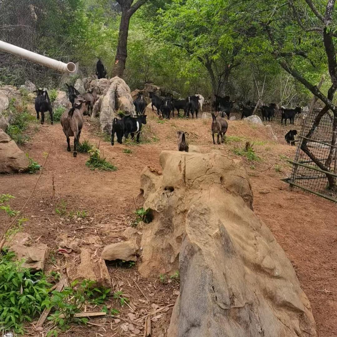 杨🐏