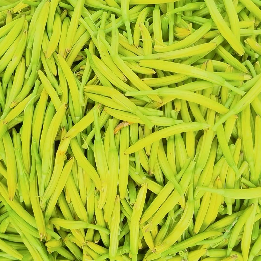 大同振新黄花