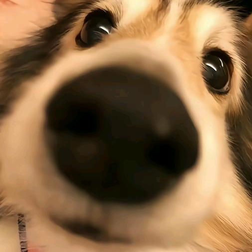 小美美我是双面龟呀