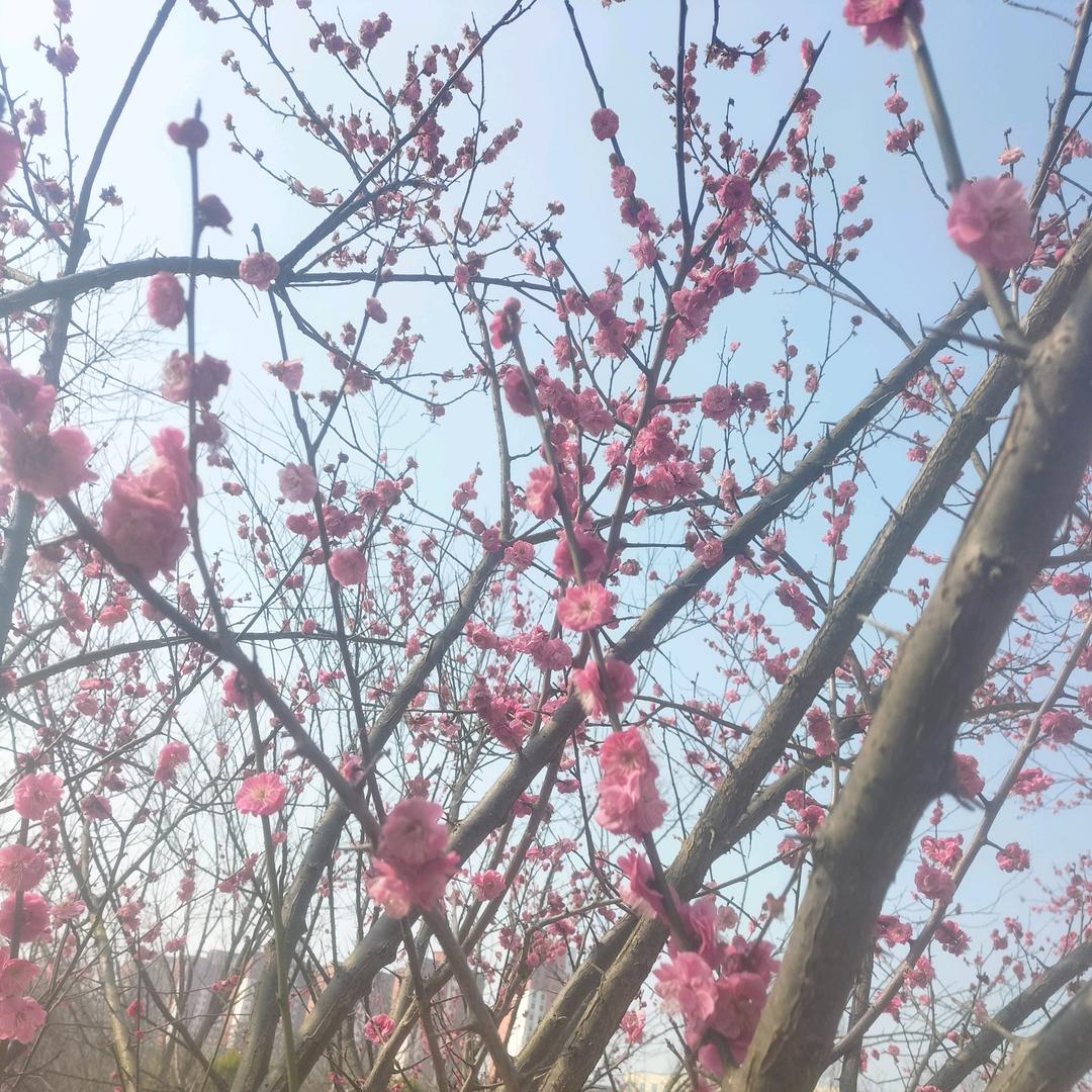 花草树种
