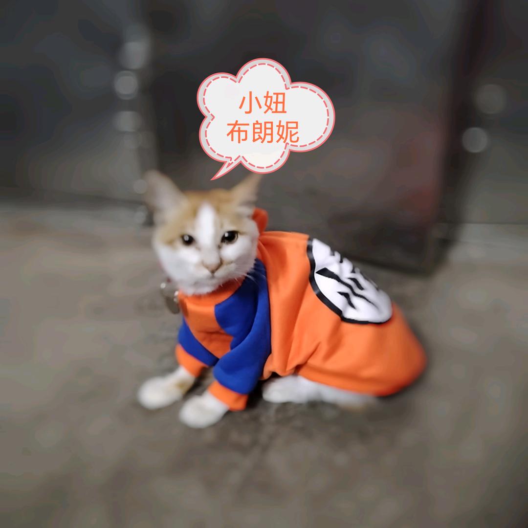 🐱布朗妮的日常分享