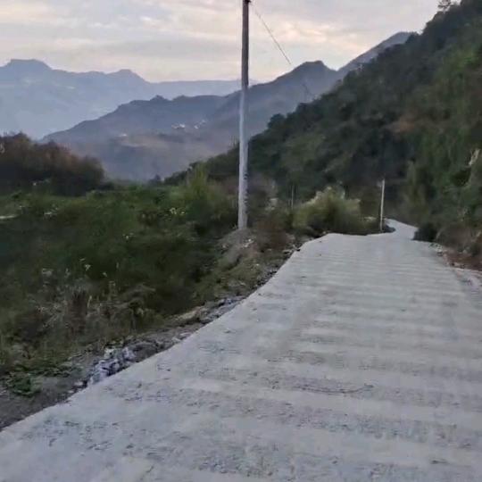 单身🐶