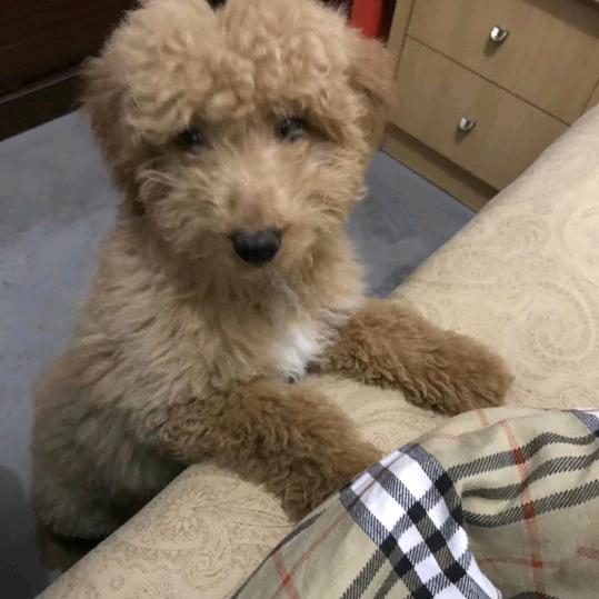 梦中回味🇨🇳