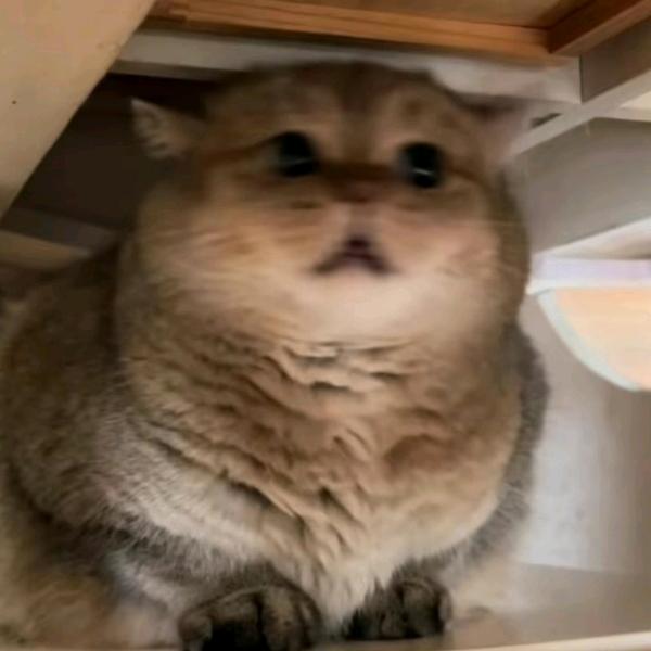 不为人知的小号🎺