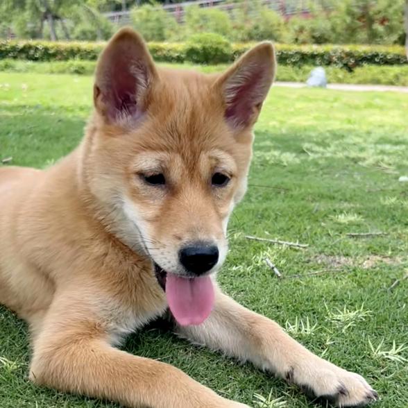 金球分享日常狗狗生活