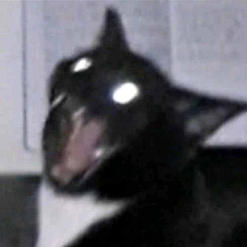 鱿鱼（见过薛之谦版）