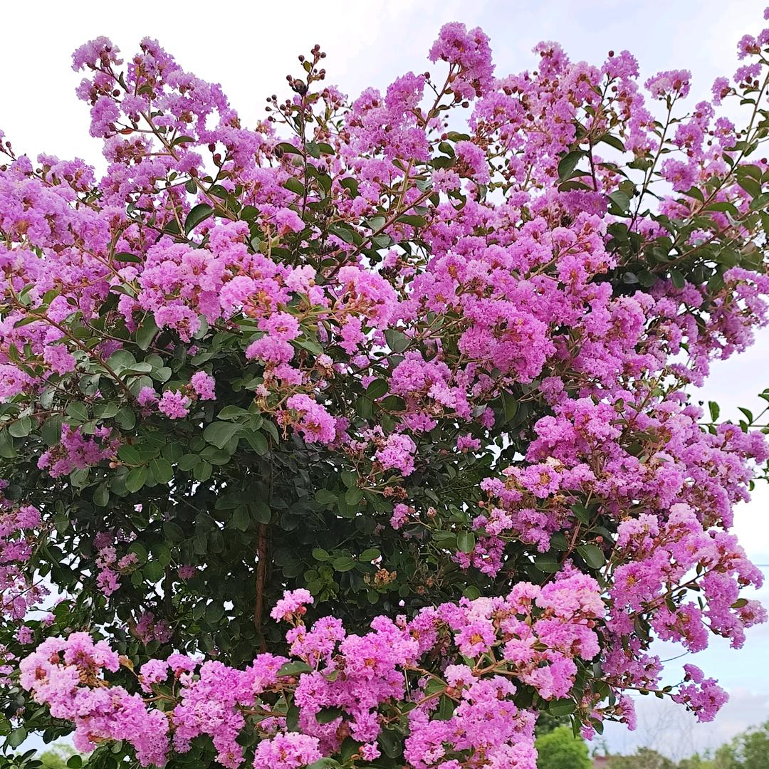 沉默不言🍎🍎