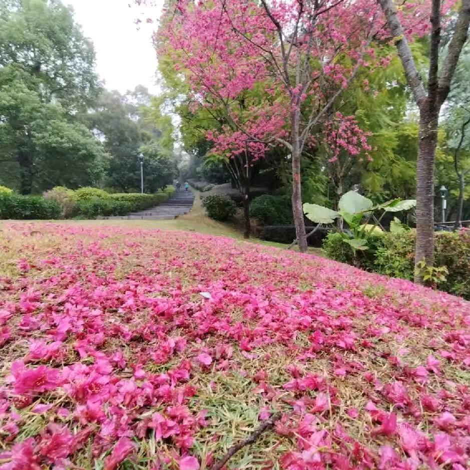 吴歌