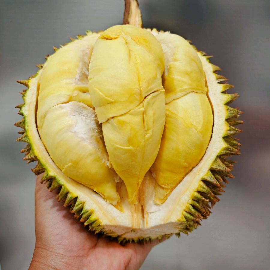 榴莲来了～乌鲁木齐～小时达