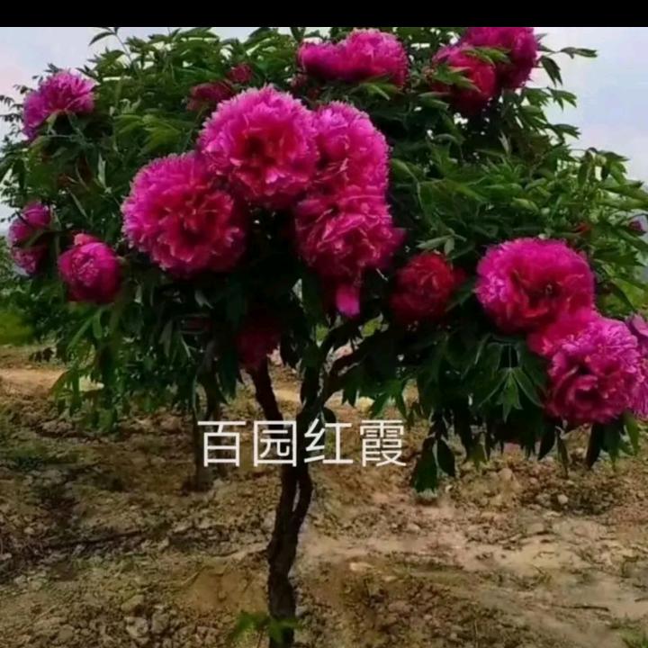 亳州市谯城区彭川种植农民专业合作社