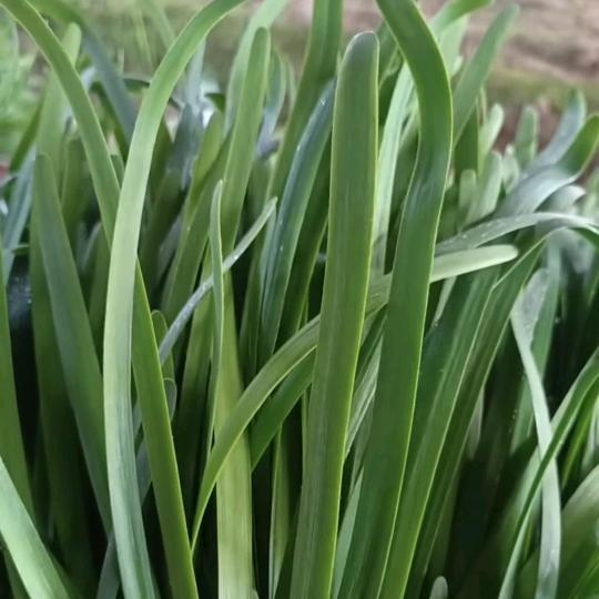 韭菜种植小妙招