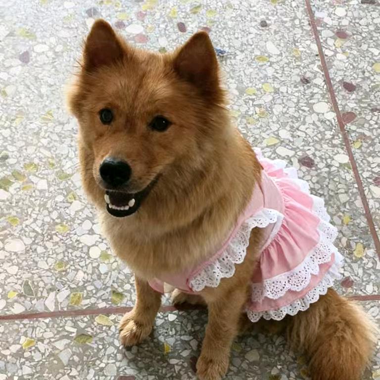 家里守护犬