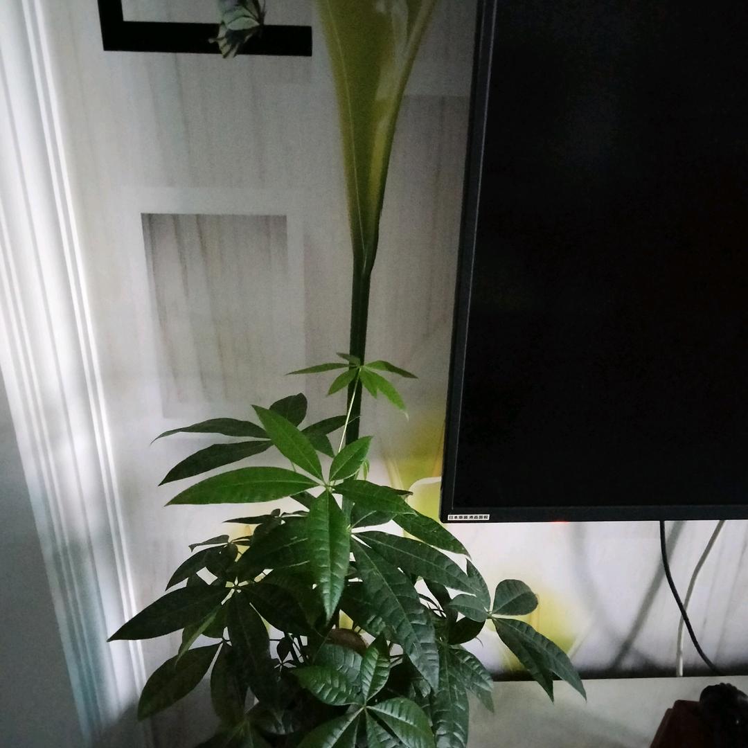 自由飞翔
