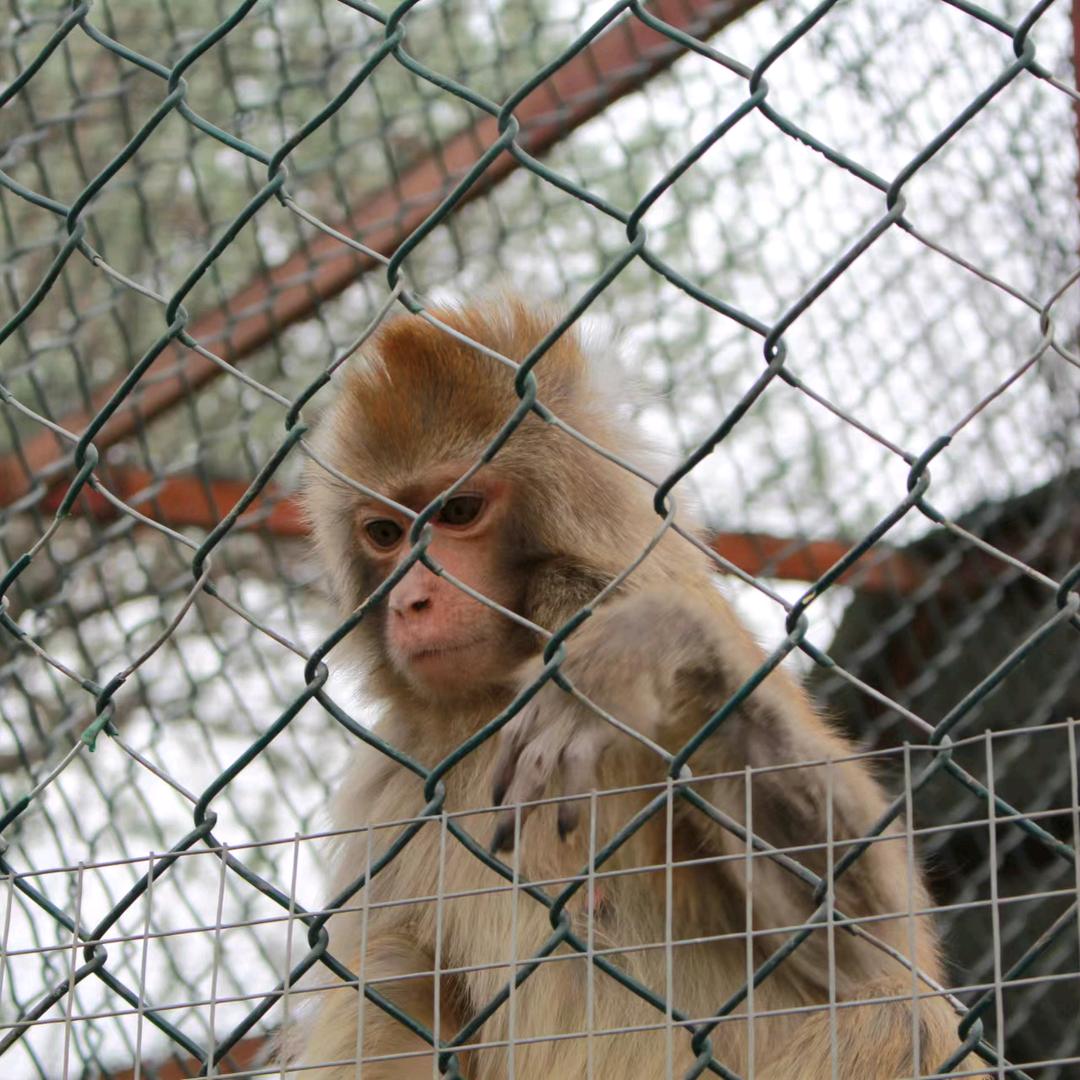 薛之谦（云顶之弈）真ikun