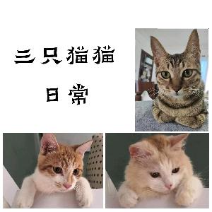 三只猫猫日常