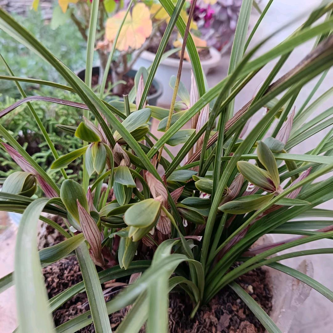 🌊意中人🌹🌹🌹