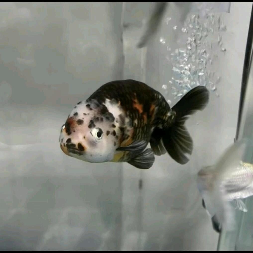 鱼乐圈❤️鱼与渔