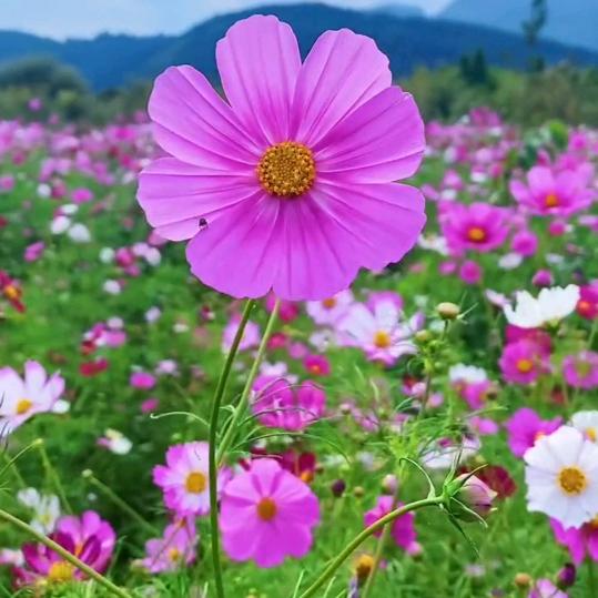 青柠檬