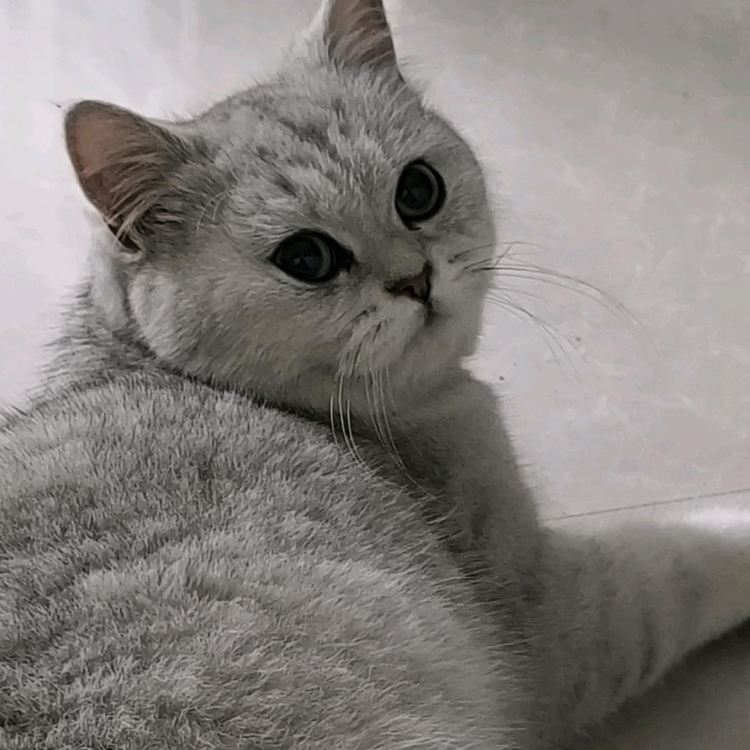 水汪汪的大眼睛看起来就傻不拉几