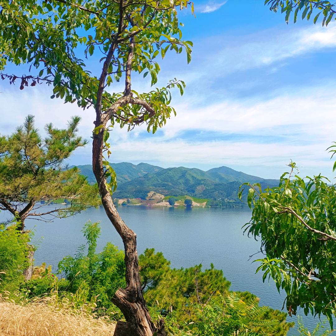 南岸青栀