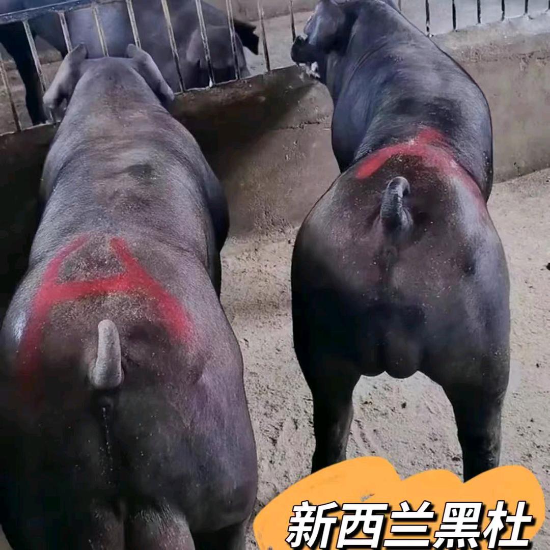 种猪母猪繁育