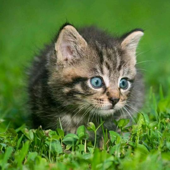 ༺༃归༒零༃༻