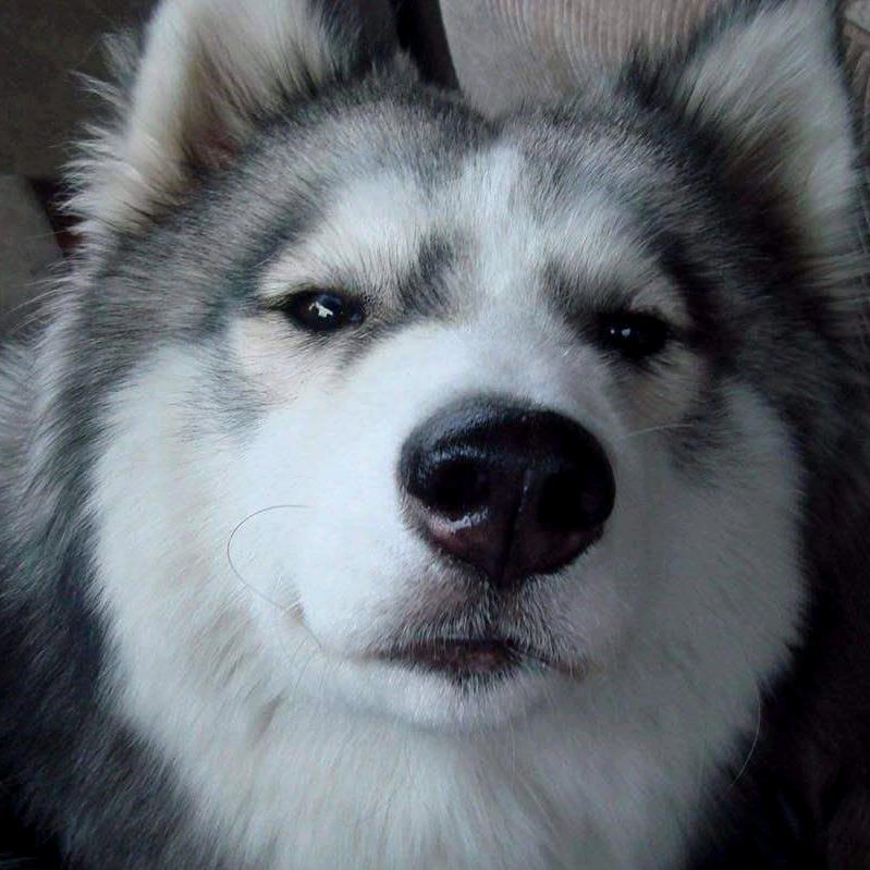 呵呵(ꄱੈˍꄱੈ)