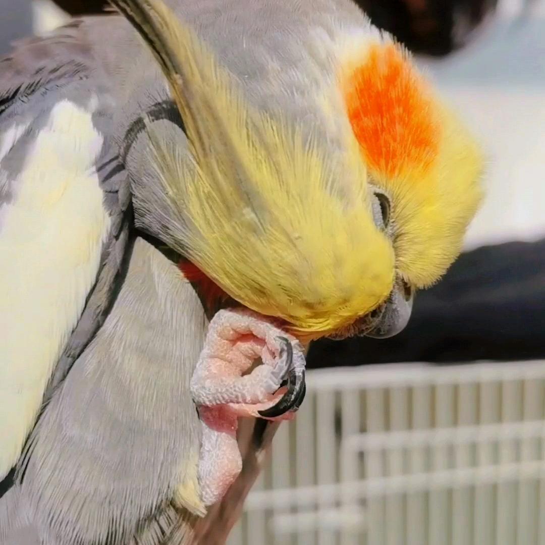 🦜珠娇花和🐓叽叽吖