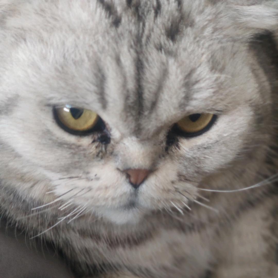 明媚阳光头像