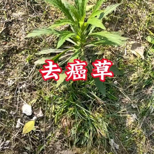用户 乡村花园