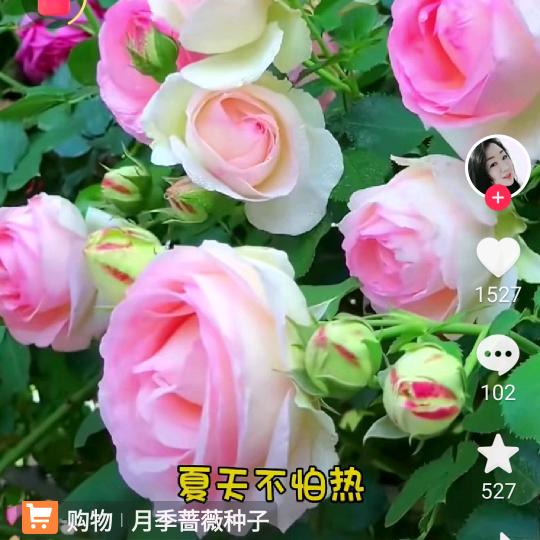蔷薇粉色
