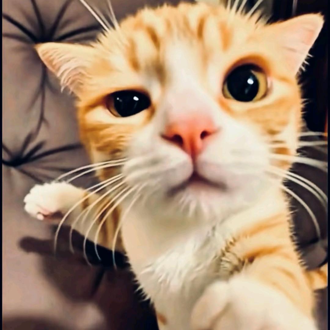 ེ在下小羊