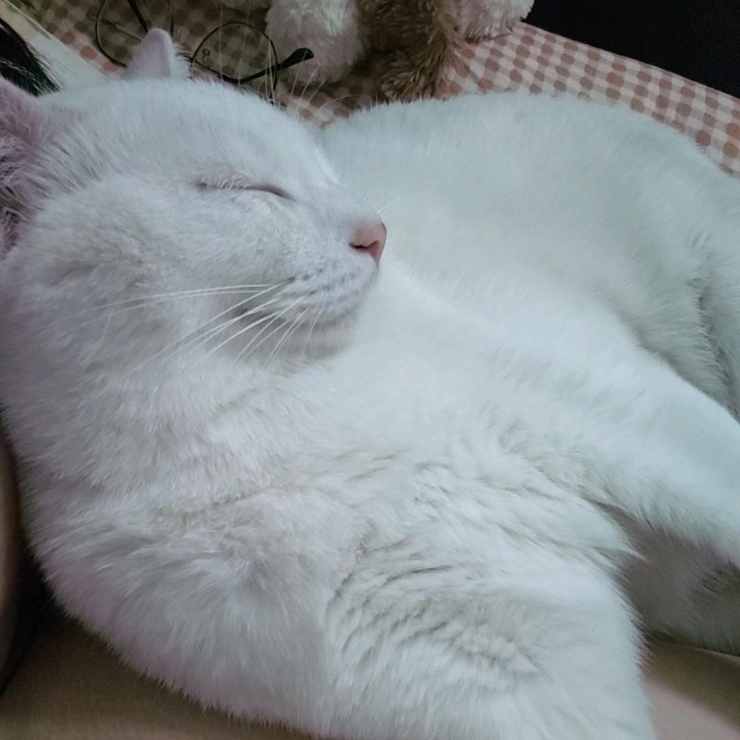 丁丁不吃香菇