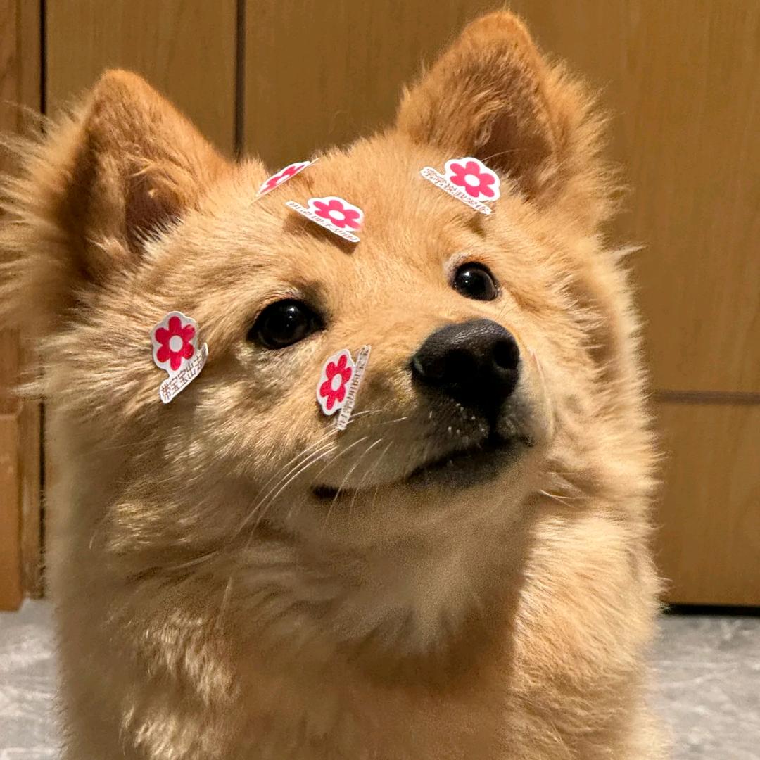 狗子头码头