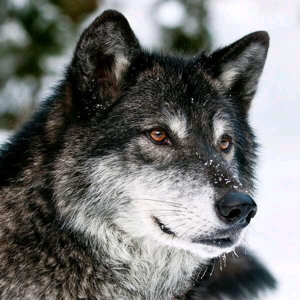 迷茫的狼🐺