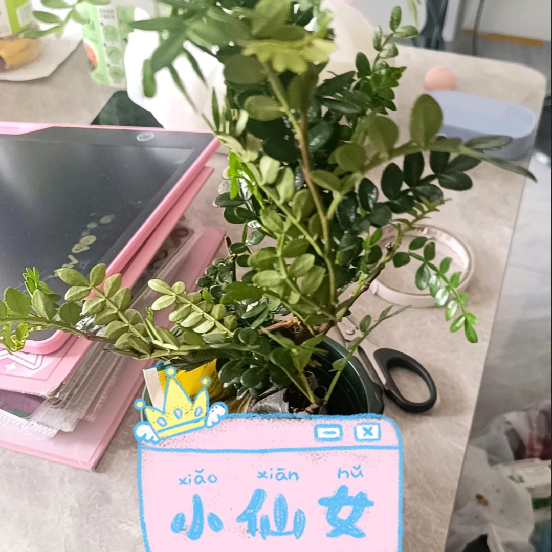 璐璐姐