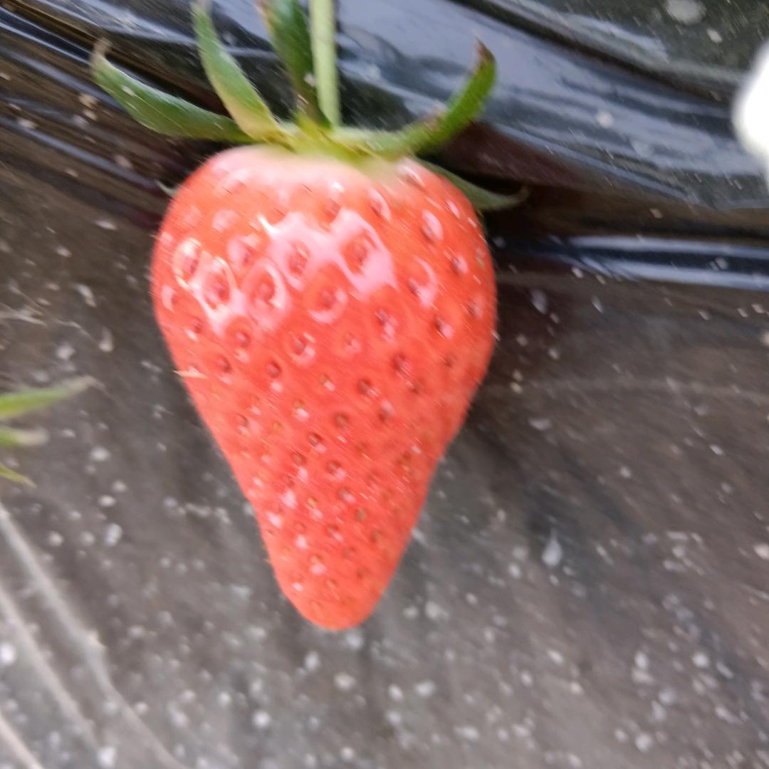 尉犁县腾娅泽家庭农场